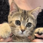 ブリティッシュショートヘア