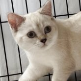 ブリティッシュショートヘア