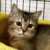 ブリティッシュショートヘア