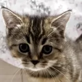 ブリティッシュショートヘア