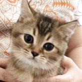 ブリティッシュショートヘア