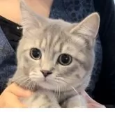 ブリティッシュロングヘア