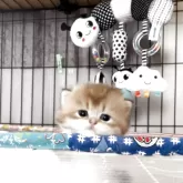 ブリティッシュロングヘア