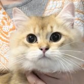 ブリティッシュロングヘア