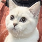 ブリティッシュショートヘア