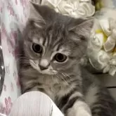 ブリティッシュロングヘア
