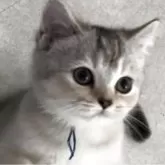 ブリティッシュショートヘア