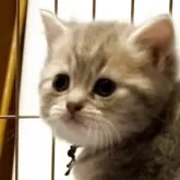 ブリティッシュロングヘア