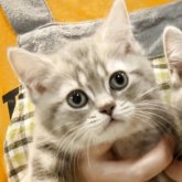 ブリティッシュロングヘア