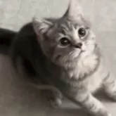 ブリティッシュロングヘア