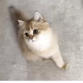 ブリティッシュロングヘア