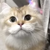 ブリティッシュロングヘア【兵庫県・男の子・2025年3月25日・ブラックゴールデンシェーデッド【超低価格中】】の写真2「まん丸お目目！ママ似の息子🥰」