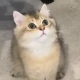 ブリティッシュロングヘア【兵庫県・男の子・2025年3月25日・ブラックゴールデンシェーデッド【超低価格中】】の写真5「可愛い😍子です。抱っこも大丈夫🙆‍♀️」