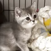 ブリティッシュショートヘア【兵庫県・女の子・2025年6月3日・ブルーシェーデットシルバー【希少カラー】】の写真10
