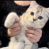 ブリティッシュショートヘア【兵庫県・女の子・2025年6月3日・シルバーティックドタビー【希少カラー】】の写真6「まん丸お目目に丸いお顔❣️可愛いです」