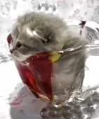 ブリティッシュロングヘア【兵庫県・男の子・2025年5月25日・シルバータビー【ショートヘア】】の写真14