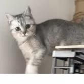 ブリティッシュショートヘア【兵庫県・女の子・2025年6月3日・ブルーシェーデットシルバー】の写真3「とても可愛い性格😍」