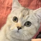 ブリティッシュショートヘア【兵庫県・女の子・2025年6月3日・シルバーティックドタビー【希少カラー】】の写真4「元気いっぱい🈵懐っこい子💓」