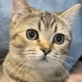 ブリティッシュショートヘア【兵庫県・女の子・2025年6月3日・ブラウンティックドタビー【希少カラー】】の写真3