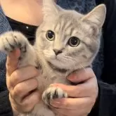 ブリティッシュロングヘア【兵庫県・男の子・2025年5月25日・シルバータビー【ショートヘア】】の写真5「可愛い性格です❤️招き猫✨1」