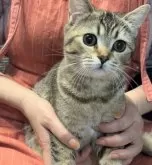 ブリティッシュショートヘア【兵庫県・男の子・2025年6月3日・ブラウンティックドタビー【希少カラー】】の写真7「お膝の上で💕」