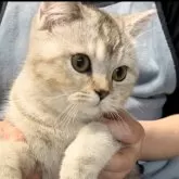 ブリティッシュショートヘア【兵庫県・女の子・2025年6月3日・シルバーティックドタビー【希少カラー】】の写真4「まん丸フェイス😍とても良いブリちゃんです！」