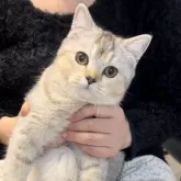 ブリティッシュショートヘア【兵庫県・女の子・2025年6月3日・シルバーティックドタビー【希少カラー】】の写真7「まん丸フェイス😍とても良いブリちゃんです！」