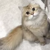 ブリティッシュロングヘア【兵庫県・男の子・2025年3月25日・ブラックゴールデンシェーデッド【超低価格中】】の写真5「お座りしてます♪」