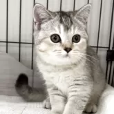 ブリティッシュショートヘア【兵庫県・女の子・2025年6月3日・シルバーティックドタビー【希少カラー】】の写真13