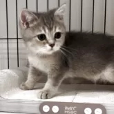 ブリティッシュショートヘア【兵庫県・女の子・2025年6月3日・ブルーシェーデットシルバー【希少カラー】】の写真14