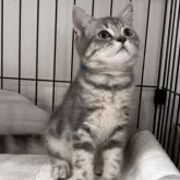 ブリティッシュロングヘア【兵庫県・男の子・2025年5月25日・シルバータビー【ショートヘア】】の写真4