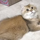 ブリティッシュロングヘア【兵庫県・男の子・2025年3月25日・ブラックゴールデンシェーデッド【超低価格中】】の写真10「綺麗なカラーコート🩵」