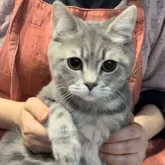 ブリティッシュロングヘア【兵庫県・男の子・2025年5月25日・シルバータビー【ショートヘア】去勢代込み】の写真6