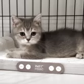 ブリティッシュショートヘア【兵庫県・女の子・2025年6月3日・ブルーシェーデットシルバー【希少カラー】】の写真15