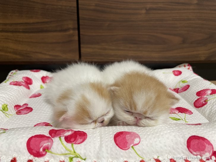 我が家で生まれたベビー🤱｜當房　万奈美(とうぼう　まなみ)ブリーダー(大阪府・エキゾチックショートヘア・CFA/国内血統書登録)の紹介写真5