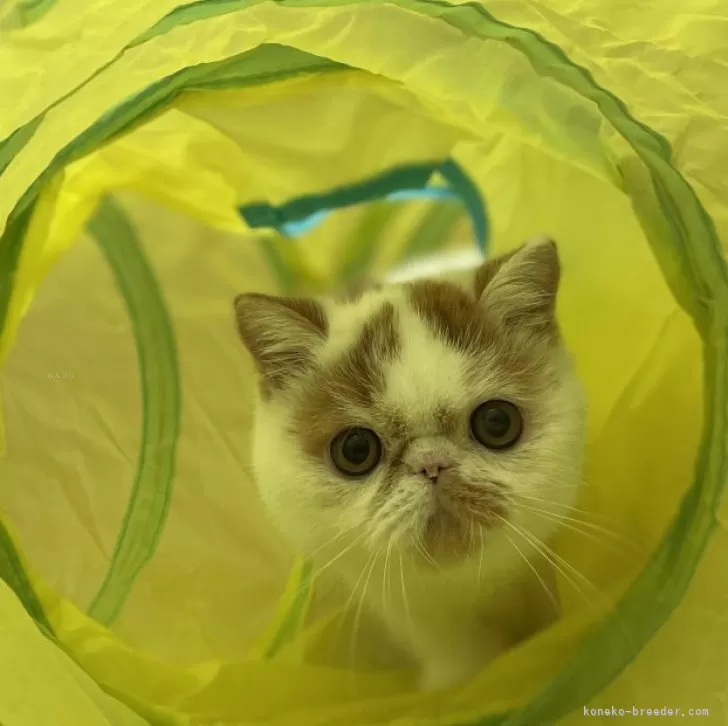 J.O 様のお迎えした子猫