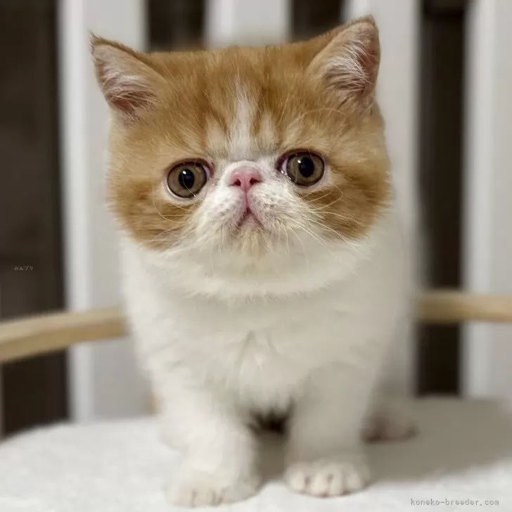 ID:2506-02867の子猫