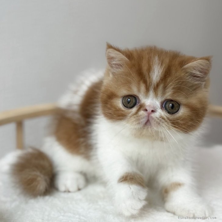 ブリーダー画像