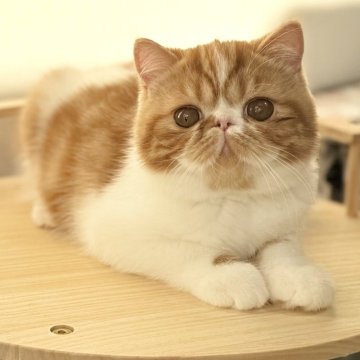 エキゾチックショートヘア【大阪府・男の子・2025年8月30日・レッドタビー&ホワイト】の写真「タレ目が可愛い男の子です😊」