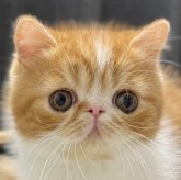 エキゾチックショートヘア