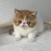 エキゾチックショートヘア