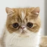 エキゾチックショートヘア