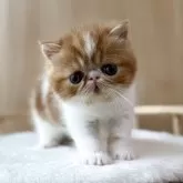 エキゾチックショートヘア