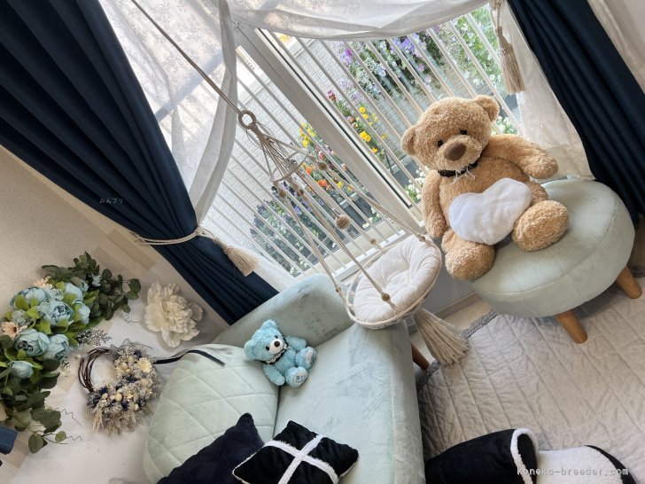 猫たちの為の窓辺の花壇、陽当たりが良く日光浴や走り回れる環境です☺︎｜新城　幸恵(しんじょう　ゆきえ)ブリーダー(兵庫県・マンチカンなど・ICC/ECC/JPC登録)の紹介写真10