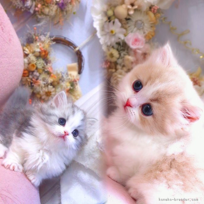 新城幸恵ブリーダー