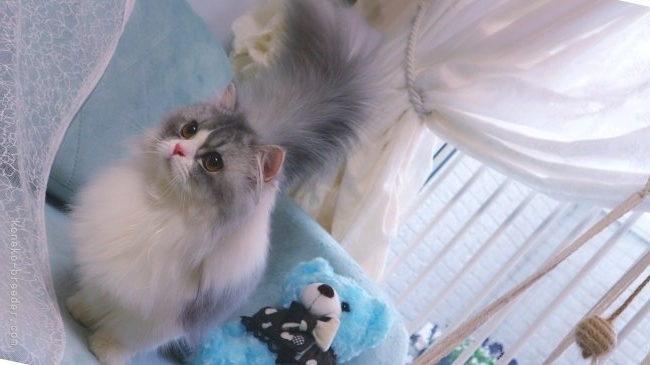 TICAナンバーを持つ、親猫のミヌエット達もおります。この子はその子供｜新城　幸恵(しんじょう　ゆきえ)ブリーダー(兵庫県・ミヌエットなど・ICC/ECC/JPC登録)の紹介写真3
