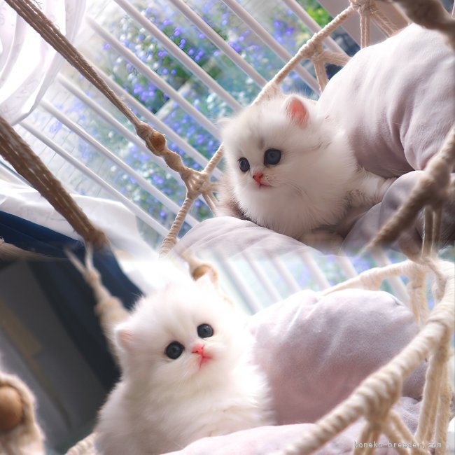 親猫の中にはTICAナンバーを持つミヌエットのがおります。この子はその仔猫たち☆｜新城　幸恵(しんじょう　ゆきえ)ブリーダー(兵庫県・マンチカンなど・ICC/ECC/JPC登録)の紹介写真3