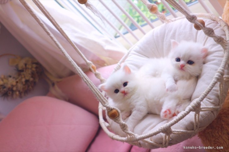 当舎の親子部屋です、毎日の衛生管理と仔猫たちの健康管理を徹底しております｜新城　幸恵(しんじょう　ゆきえ)ブリーダー(兵庫県・ミヌエットなど・ICC/ECC/JPC登録)の紹介写真4