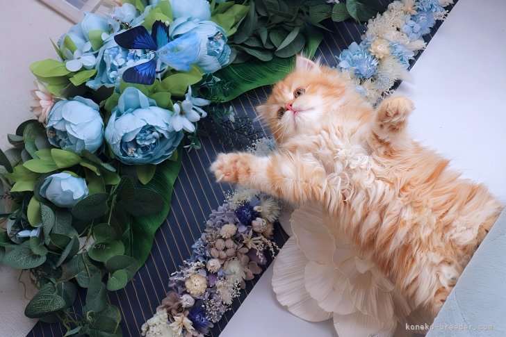 毎日の衛生管理と仔猫たちの健康管理を徹底しております。無邪気な日常の姿を写真に写しております。｜新城　幸恵(しんじょう　ゆきえ)ブリーダー(兵庫県・マンチカンなど・ICC/ECC/JPC登録)の紹介写真4