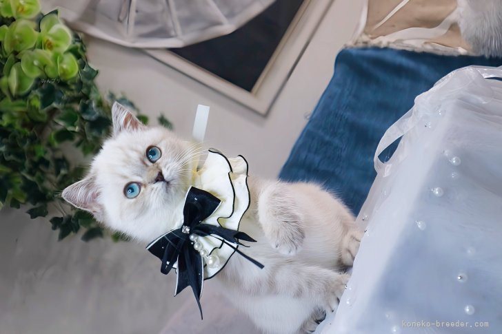 親猫・仔猫たちと側に常に私達は寄り添って、愛情や笑顔や対話も日常にあふれています☺︎｜新城　幸恵(しんじょう　ゆきえ)ブリーダー(兵庫県・マンチカンなど・ICC/ECC/JPC登録)の紹介写真5